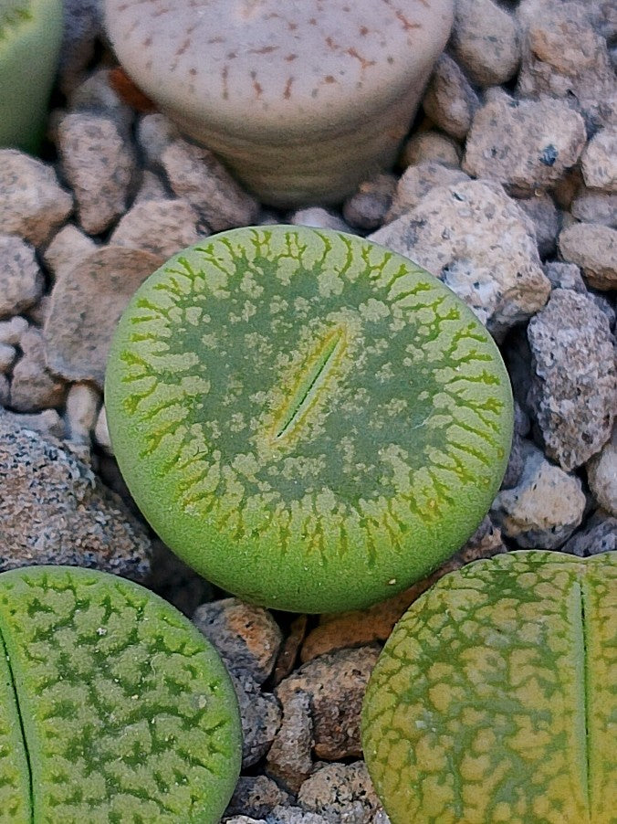 C048A Lithops aucampiae ssp. euniceae cv. 'Bellaketty'