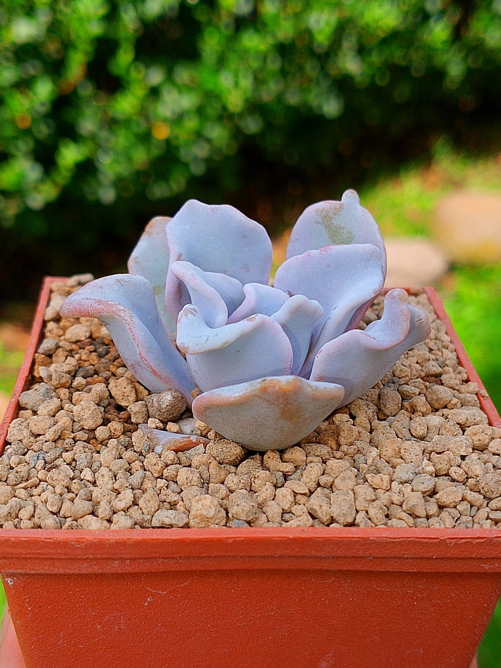 Echeveria Crispate Beauty A | maceta 3"