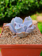 Echeveria Crispate Beauty A | maceta 3"