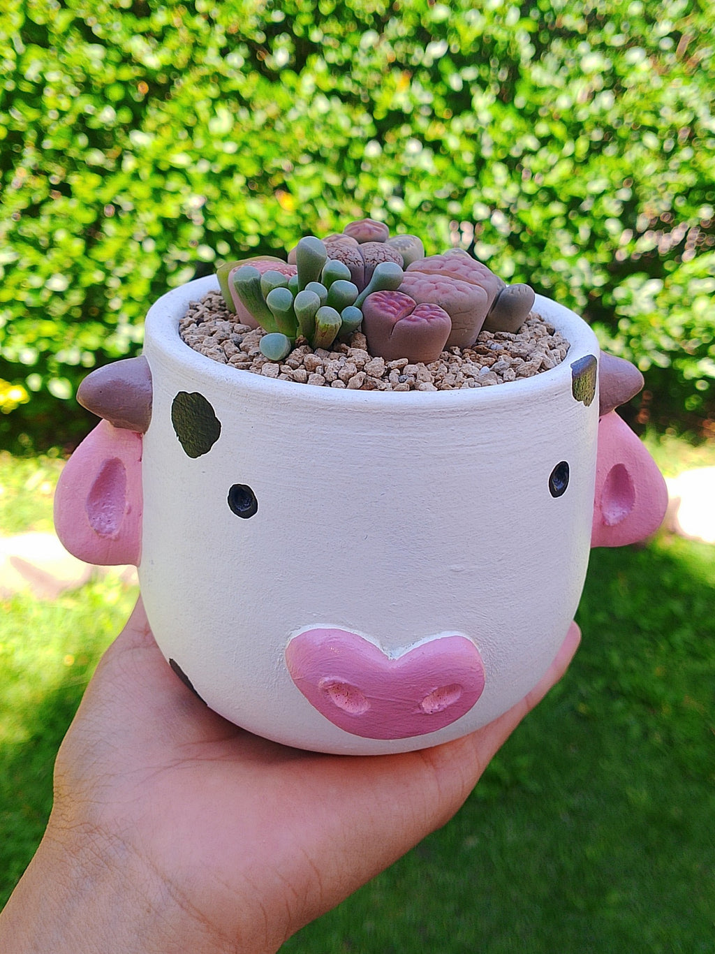Paquete lithops Mix - vaquita B