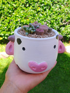 Paquete lithops Mix - vaquita B