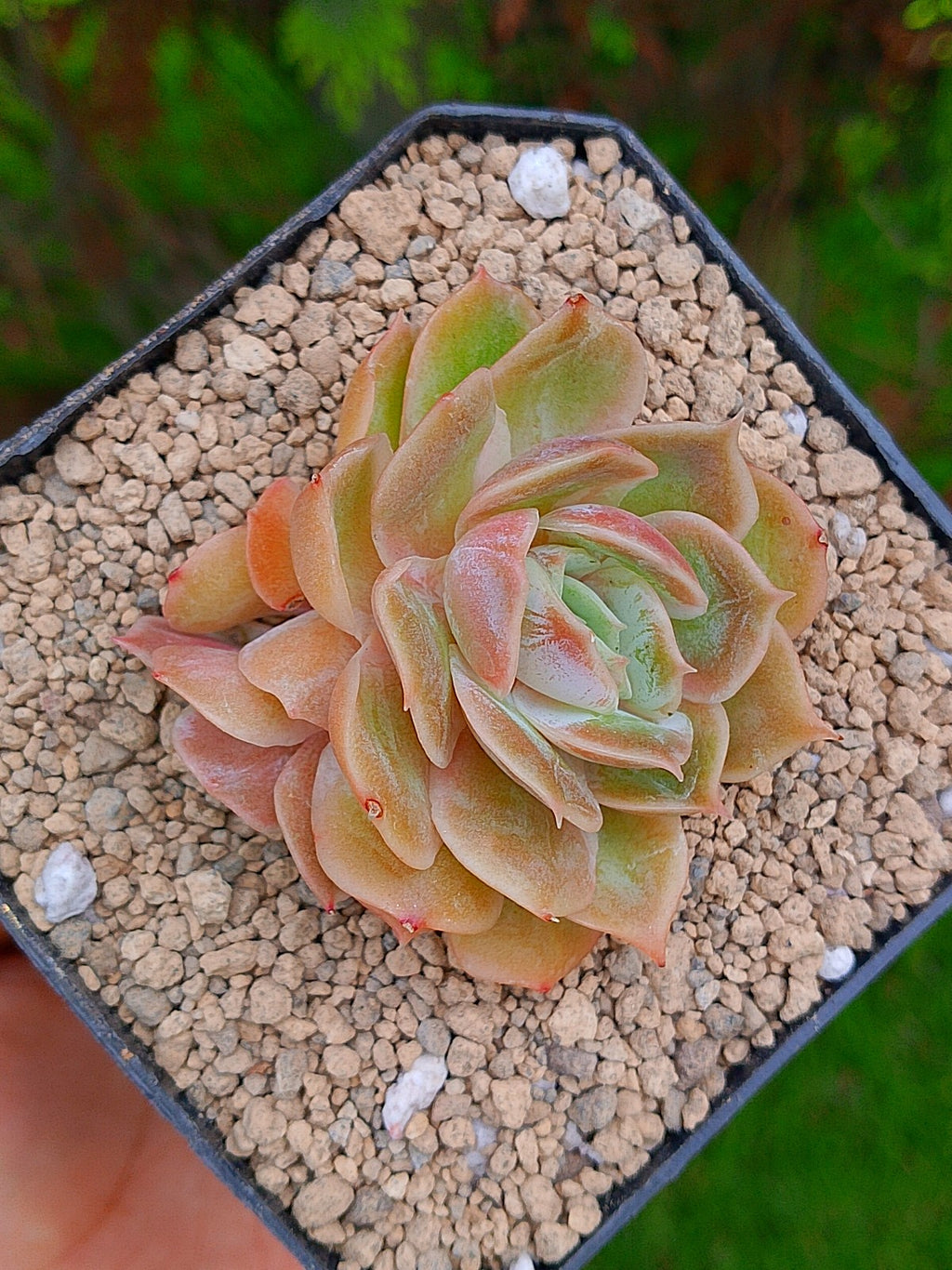 Echeveria Onslow | maceta 3"