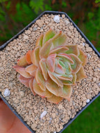 Echeveria Onslow | maceta 3"