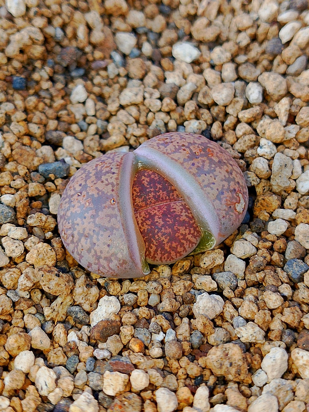 C352 	Lithops lesliei ssp. lesliei v. lesliei