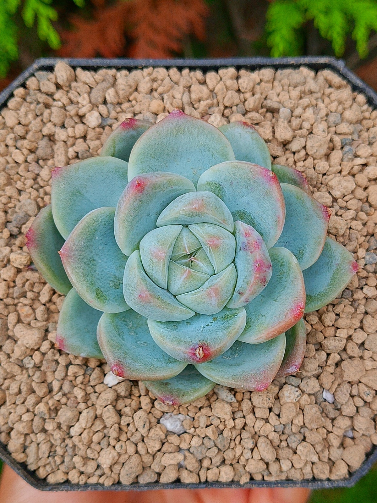 Echeveria Pink spot | Maceta 3"