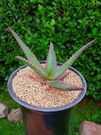 Aloe R. Garay