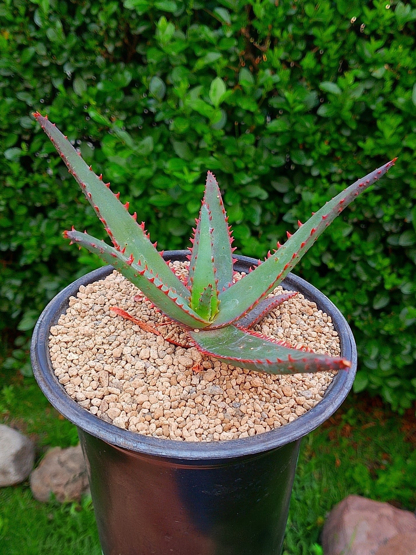 Aloe R. Garay