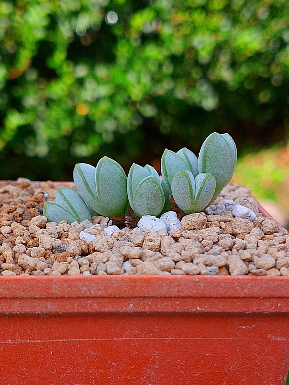 Braunsia maximiliani | maceta 2"