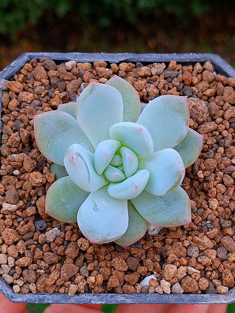 Pachyveria Frevel | maceta 3"