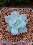 Pachyveria Frevel | maceta 3"