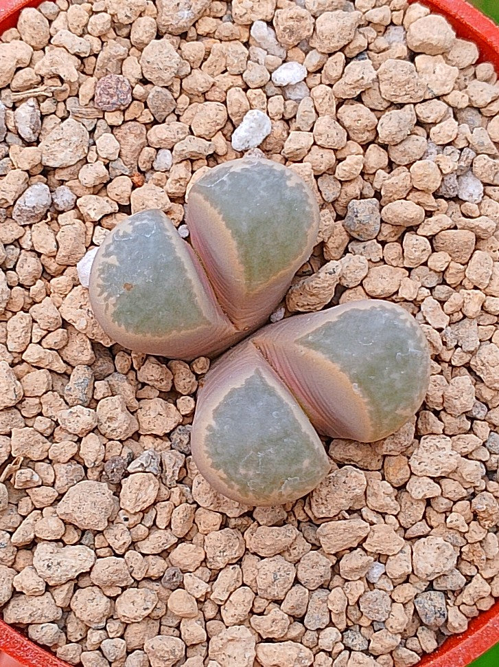 Lithops Helmutii | 2 cabezas