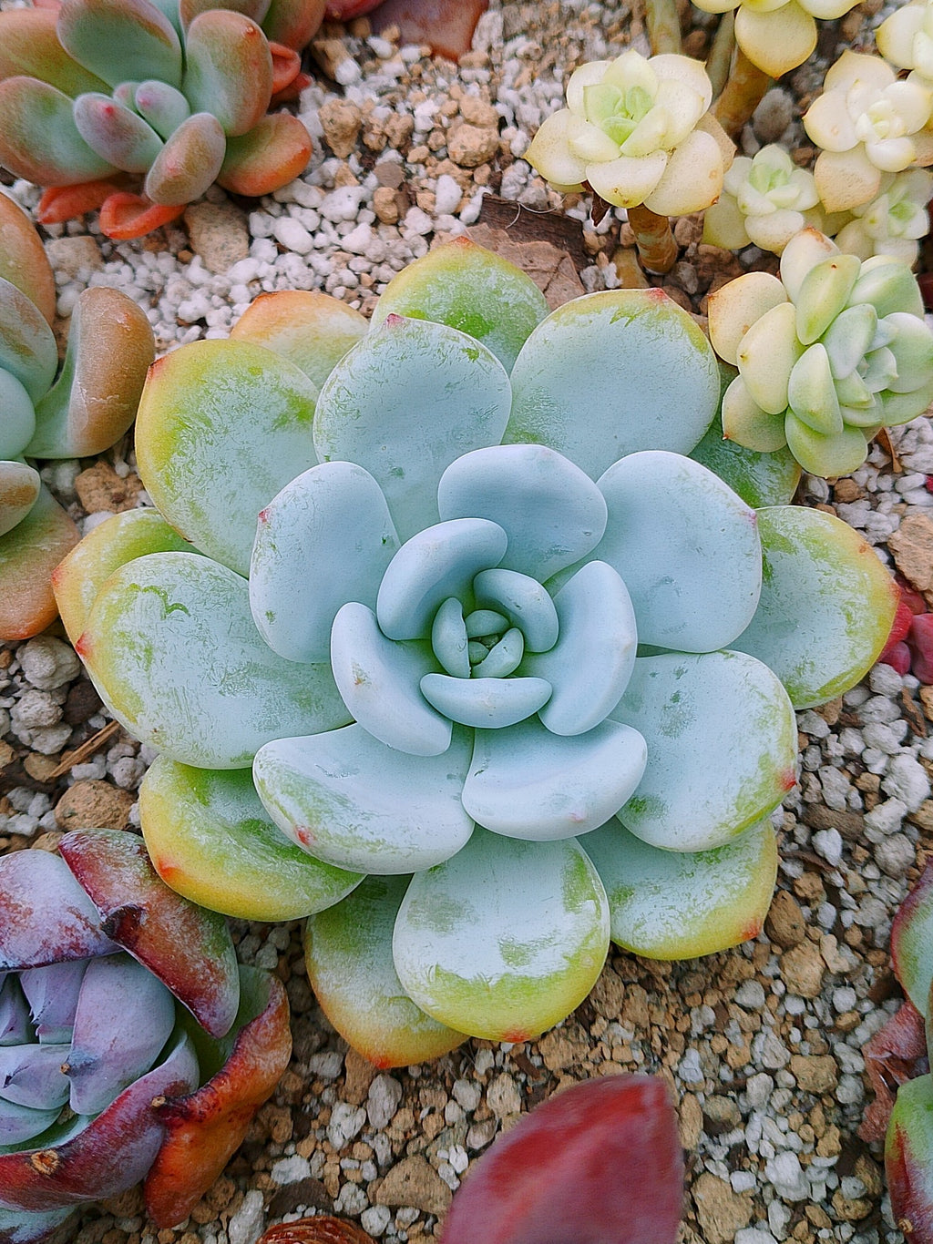 Echeveria White angel | maceta 3.5"