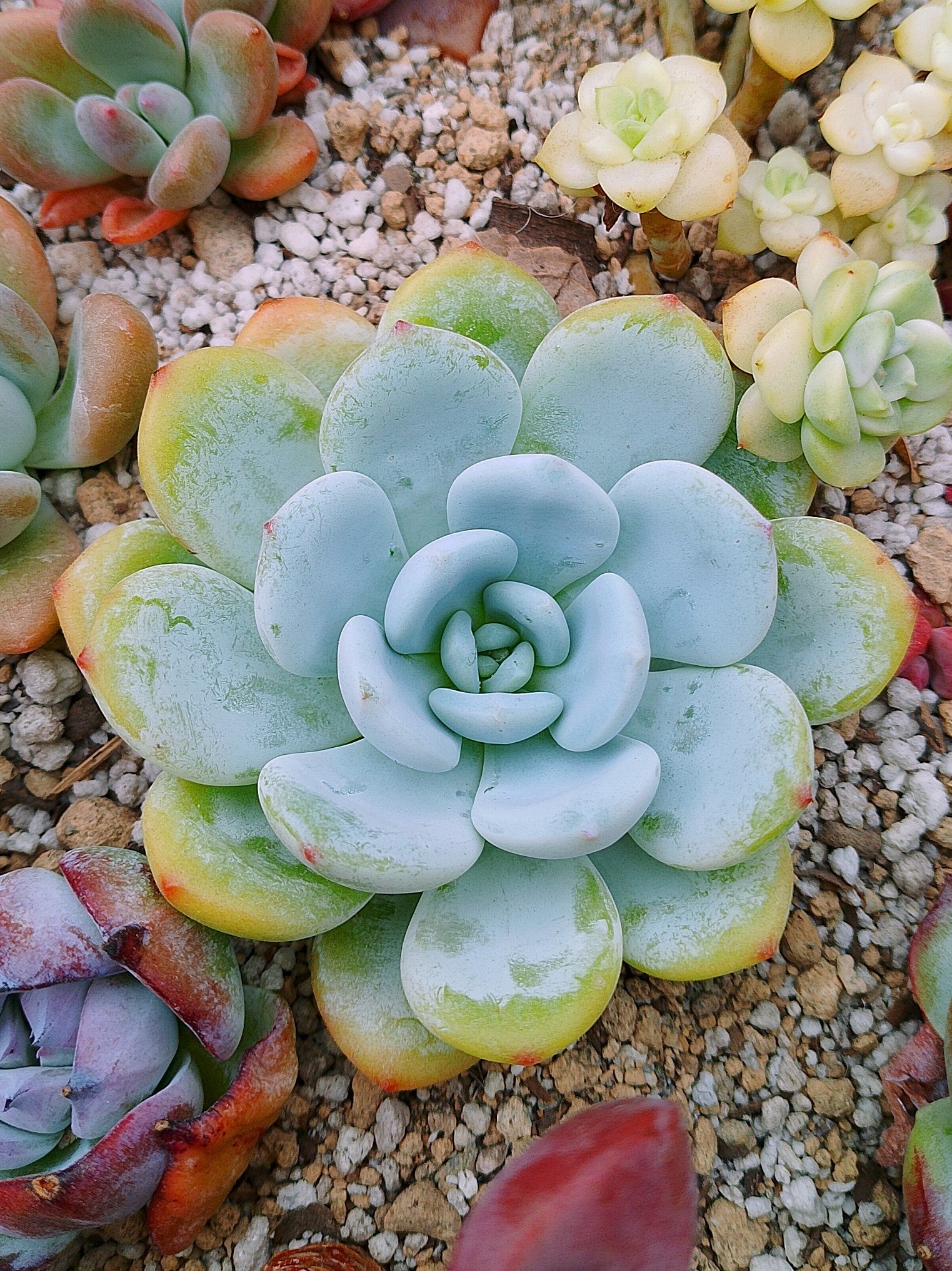 Echeveria White angel | maceta 3.5"