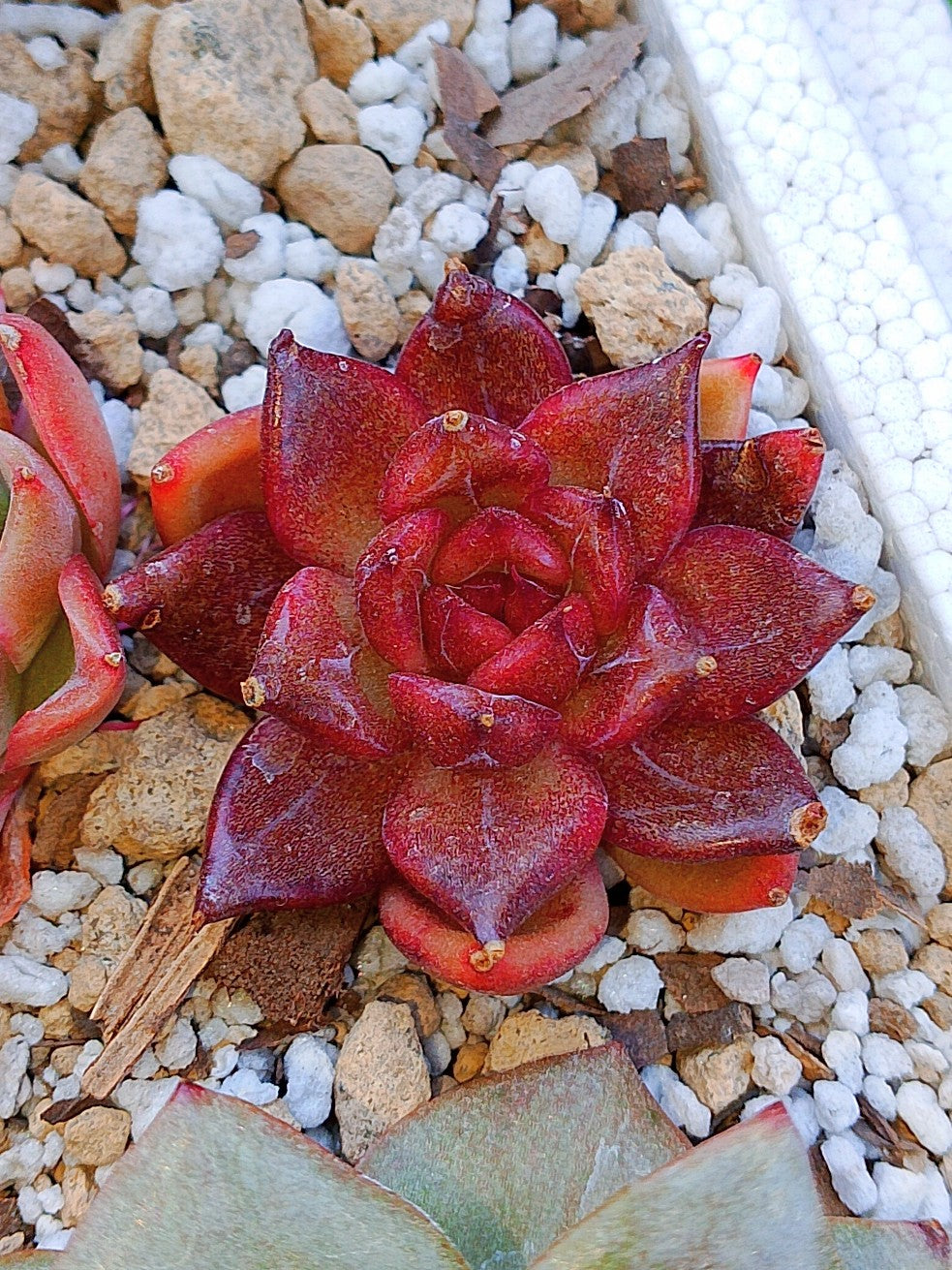 Echeveria Nike