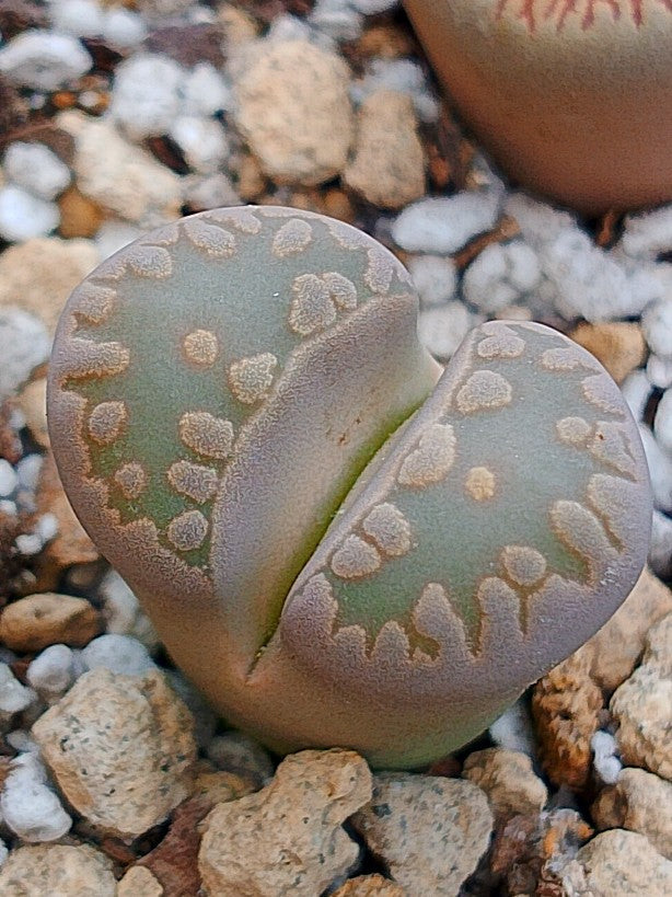 C280 	Lithops otzeniana traslúcido cafe