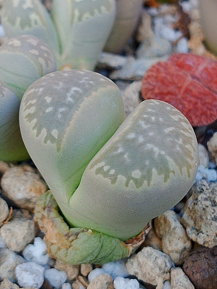C304 	Lithops naureeniae