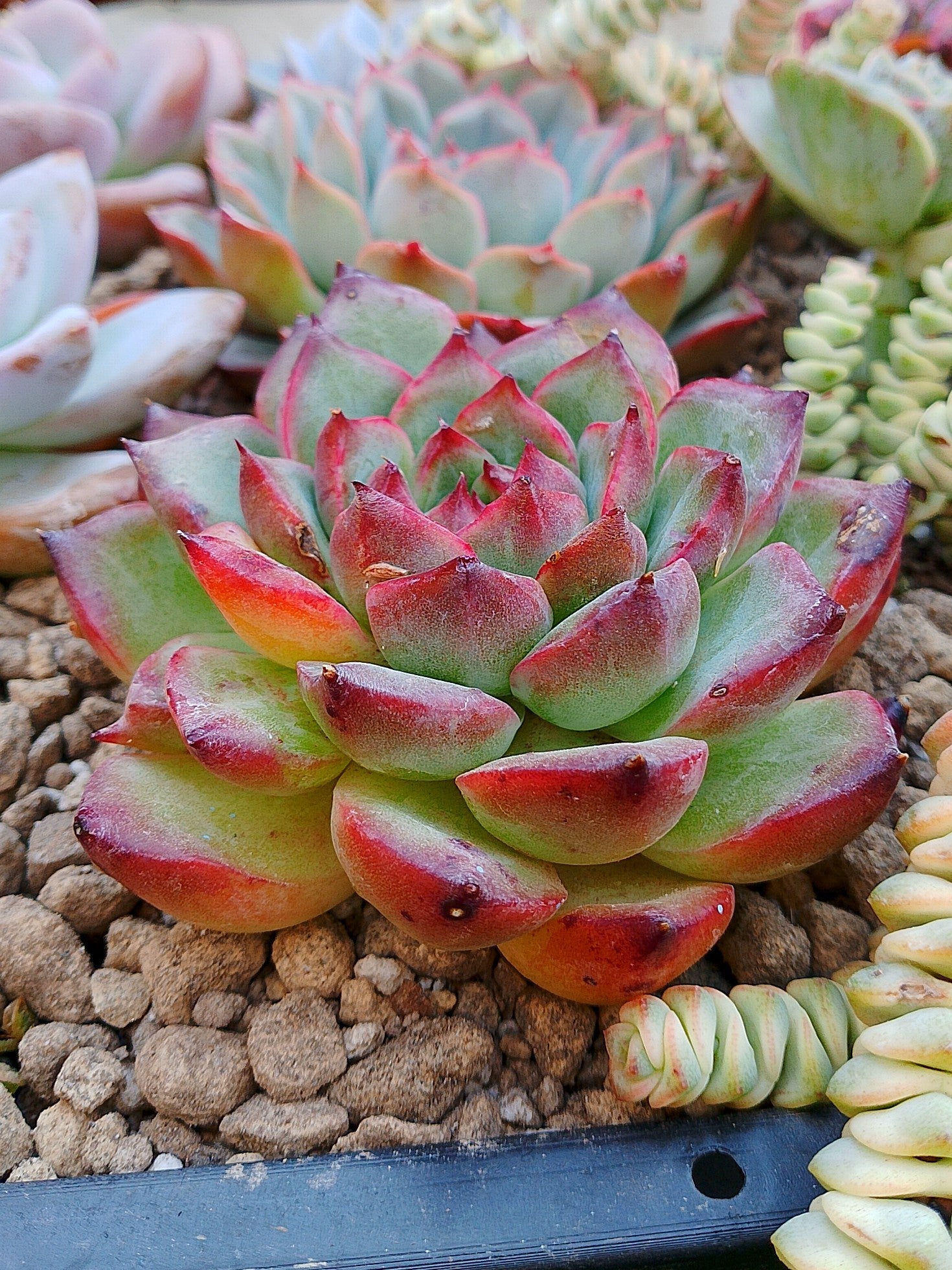Echeveria Black Mink | maceta 4"