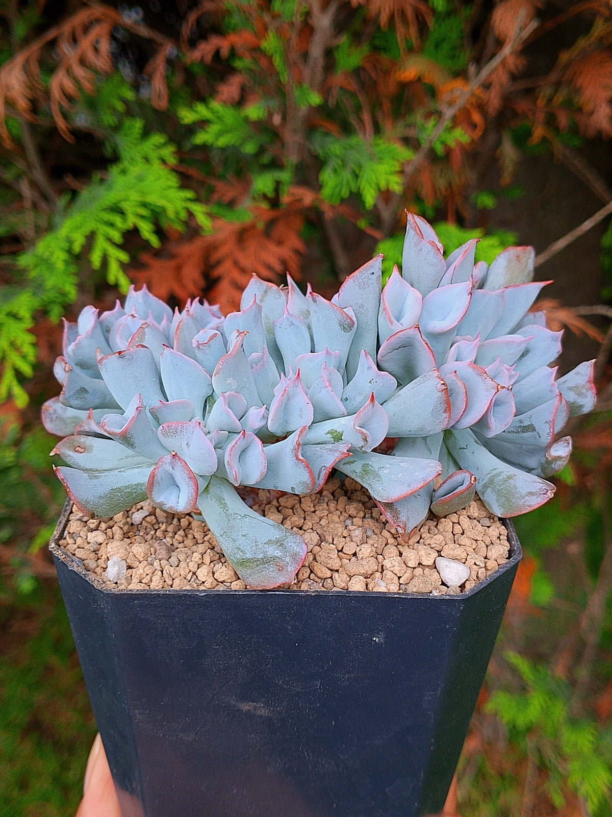 Echeveria Pig noise A | maceta 3.5"