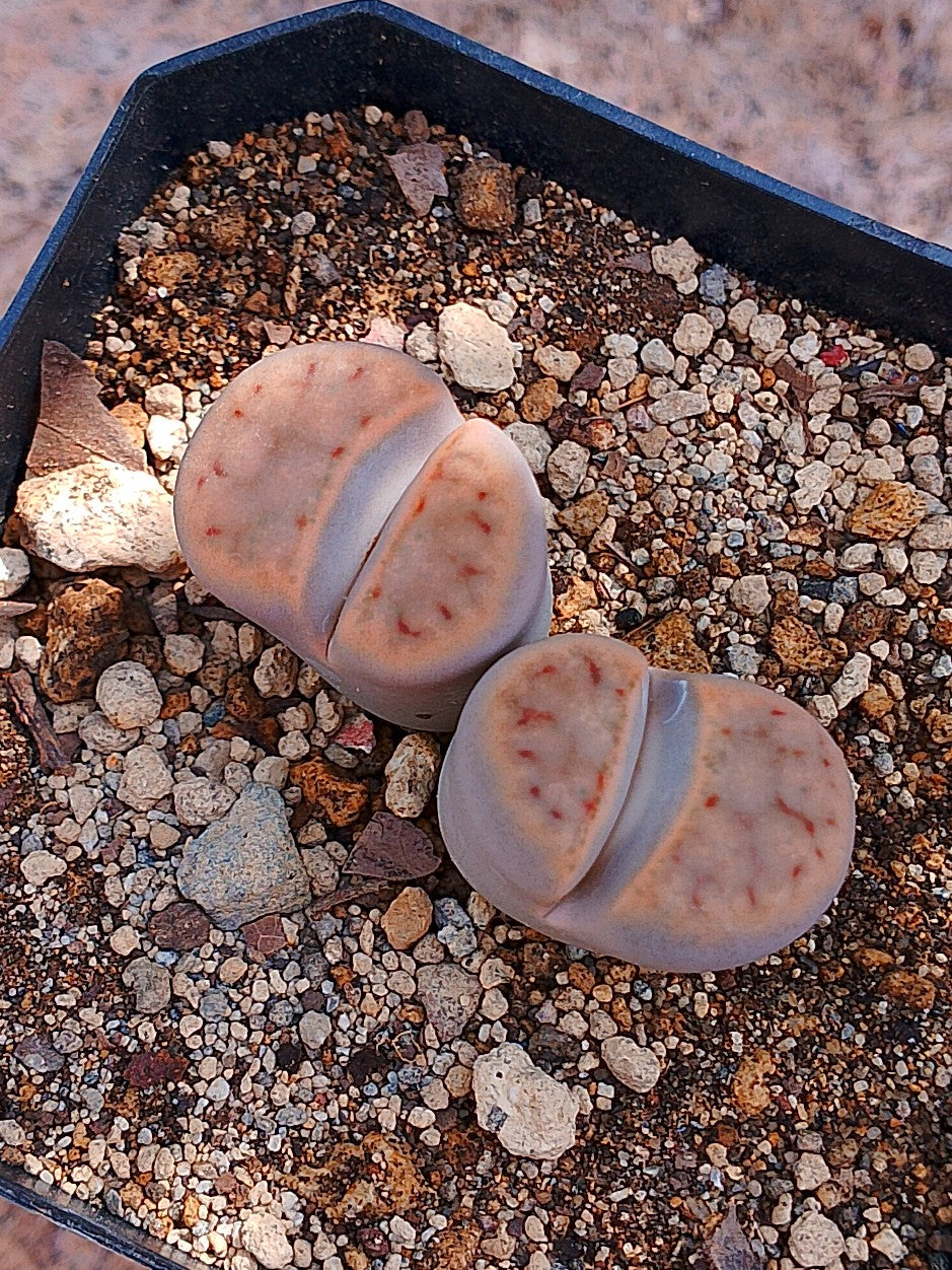 Lithops Schwantesii 2 cabezas