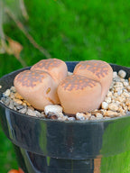 Lithops Hallii - 2 cabezas