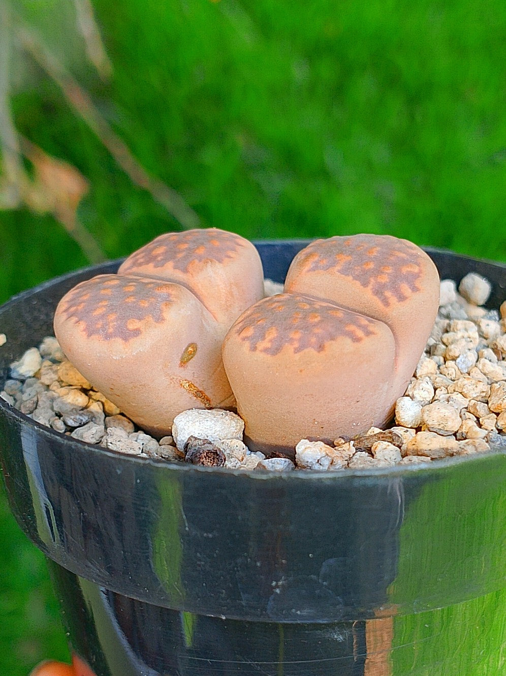 Lithops Hallii - 2 cabezas