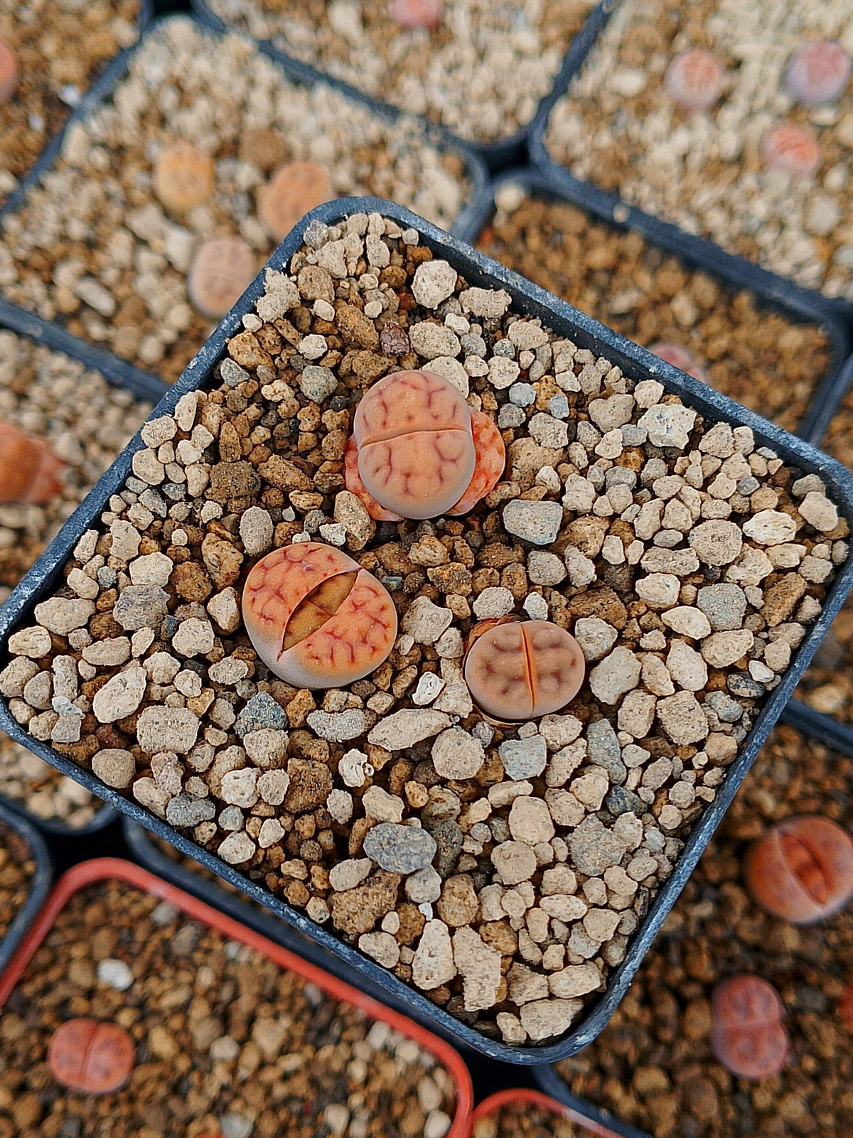 Paquete lithops Mix B | 1 año de edad