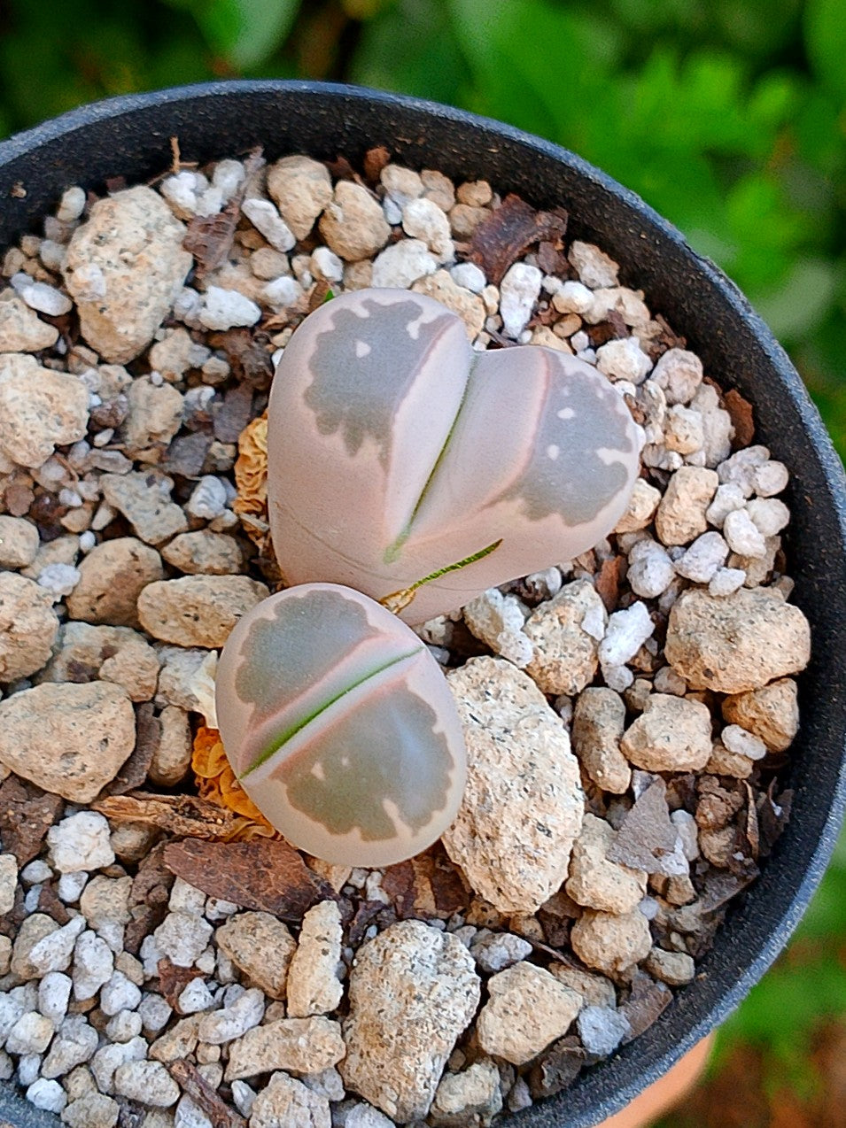 Lithops Olivacea | 2 cabezas