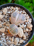 Lithops Olivacea | 2 cabezas