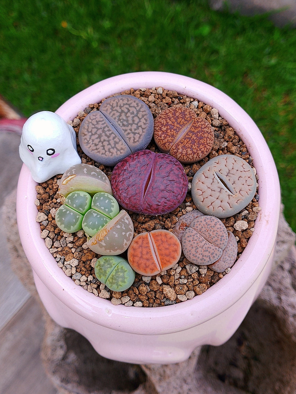 Paquete lithops Mix - Caldero Fantasma