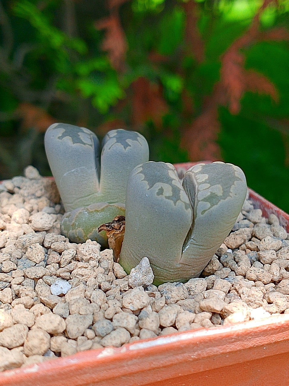 Lithops Otzeniana | 2 cabezas