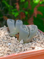 Lithops Otzeniana | 2 cabezas