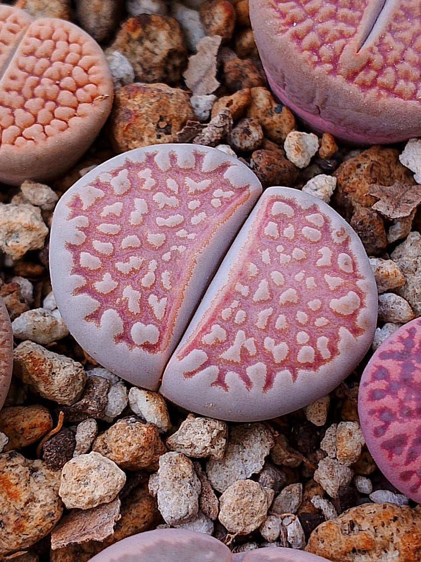 C064 	Lithops julii ssp. julii A