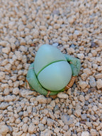 Argyroderma Delaetti