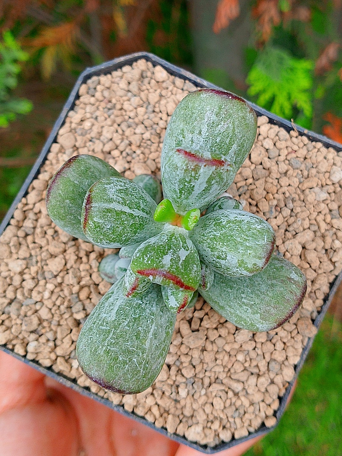 Cotyledon orbiculata leopard | maceta 3.5"