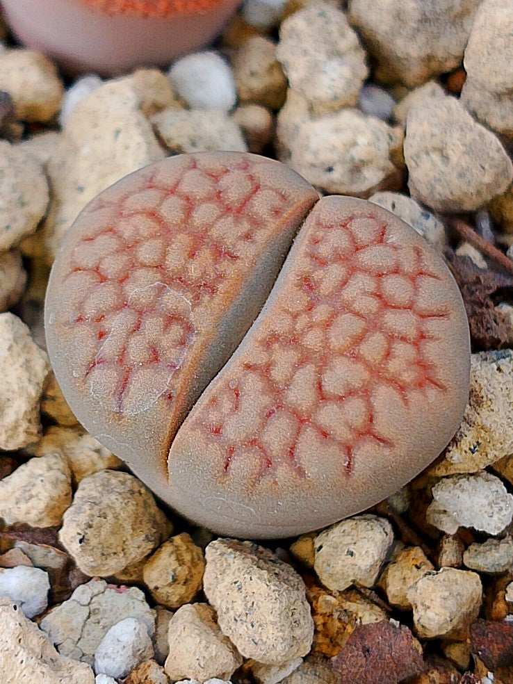 C059 	Lithops hallii v. ochracea