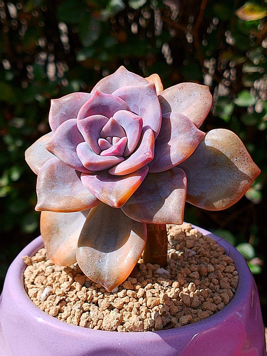 Echeveria Purple delight variegada