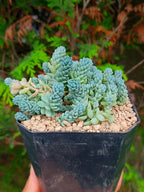 Sedum Himalaya Sky A | maceta 3.5"