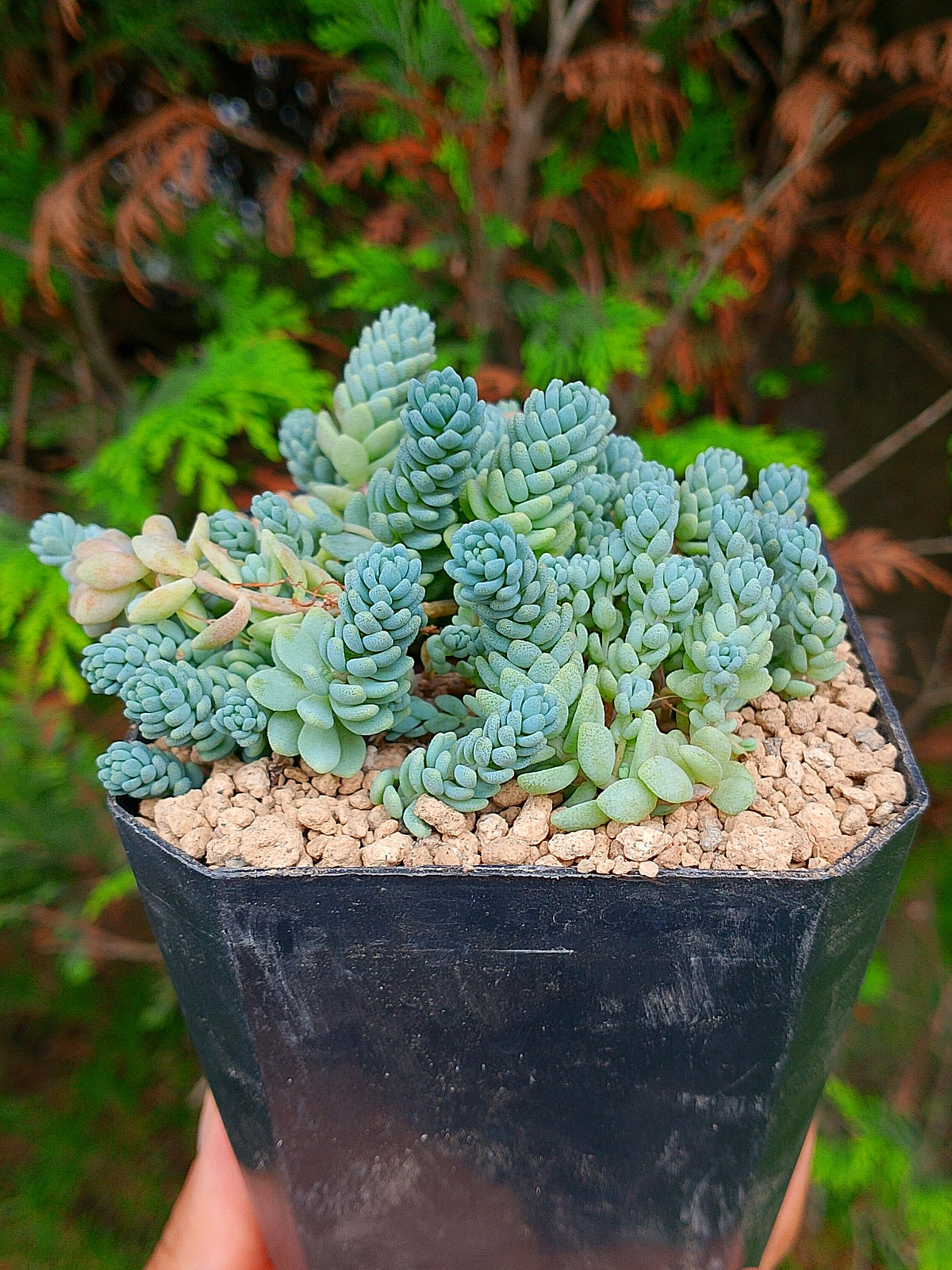 Sedum Himalaya Sky A | maceta 3.5"