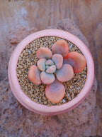 Echeveria Opalina variegada