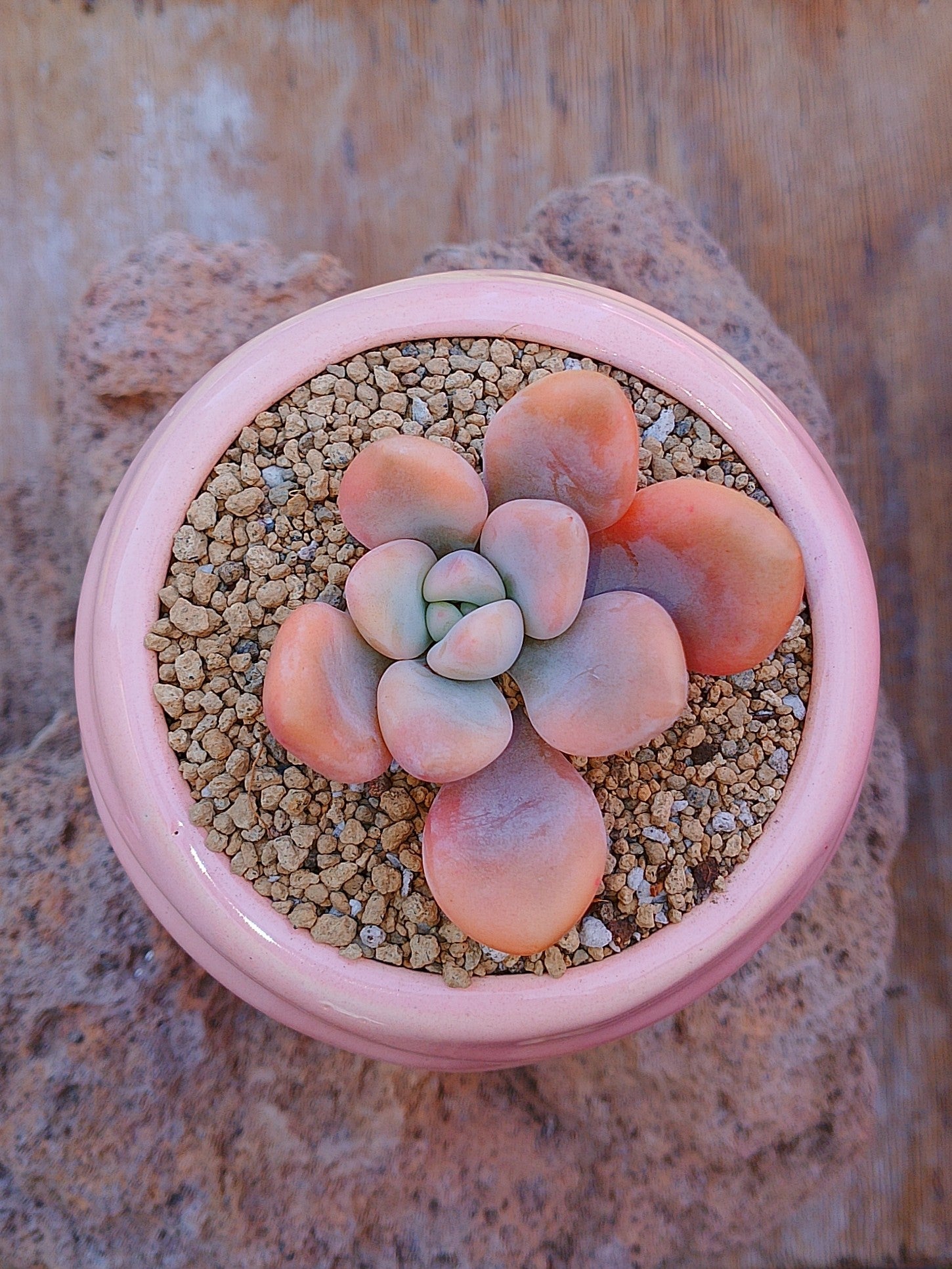 Echeveria Opalina variegada