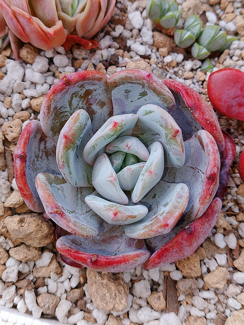 Echeveria Soulmint | maceta 3.5"