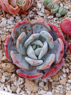 Echeveria Soulmint | maceta 3.5"