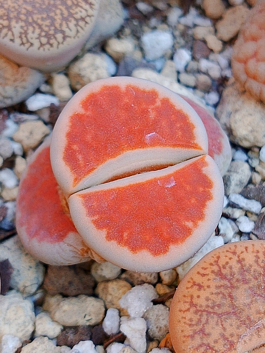 Lithops Karasmontana 'Top Red'