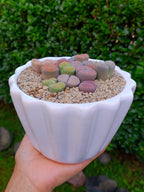 Paquete lithops Mix - circular E