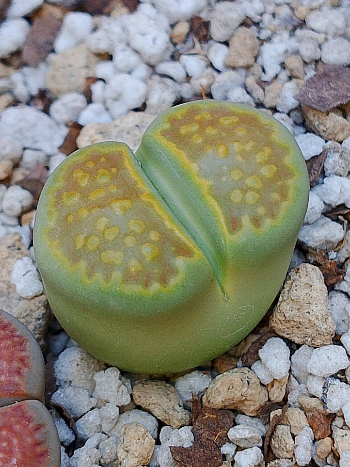 C111A Lithops hallii v. ochracea 'Green Soapstone' F