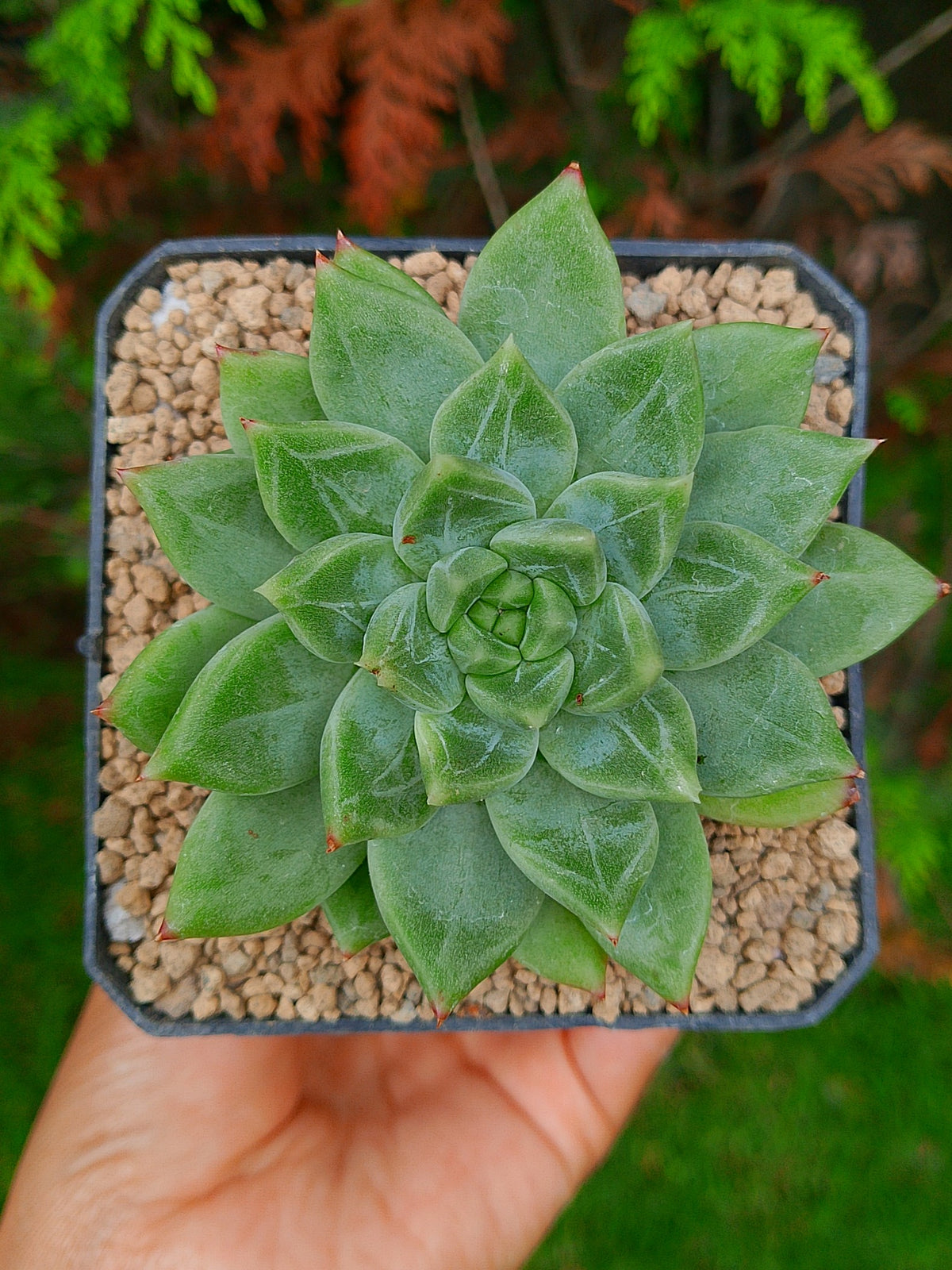 Echeveria Moire | maceta 3"