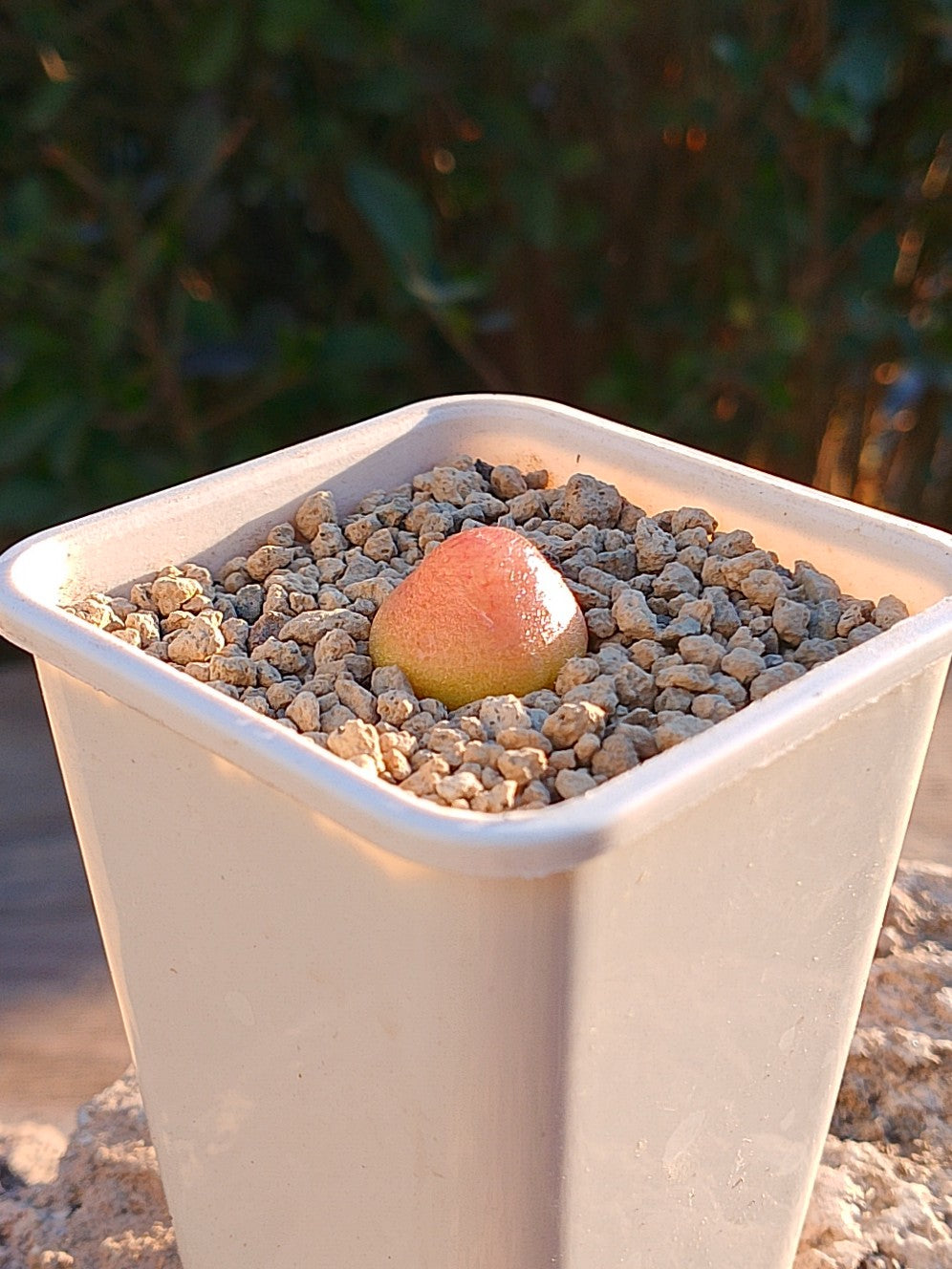 Conophytum burgeri C
