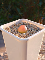 Conophytum burgeri C