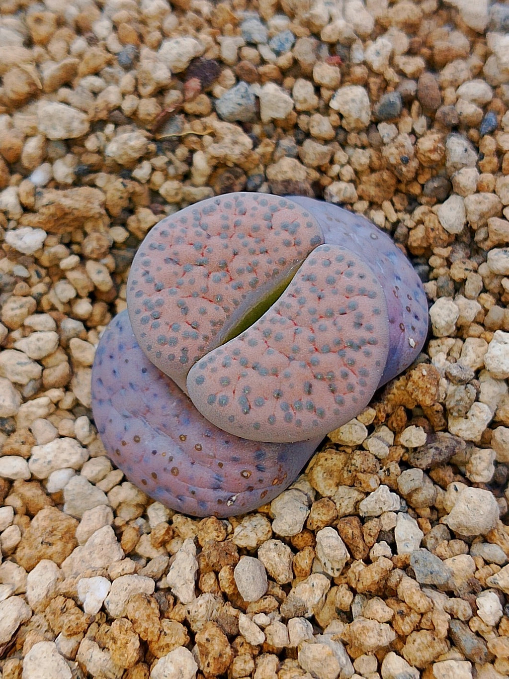 C222 	Lithops fulviceps v. lactinea