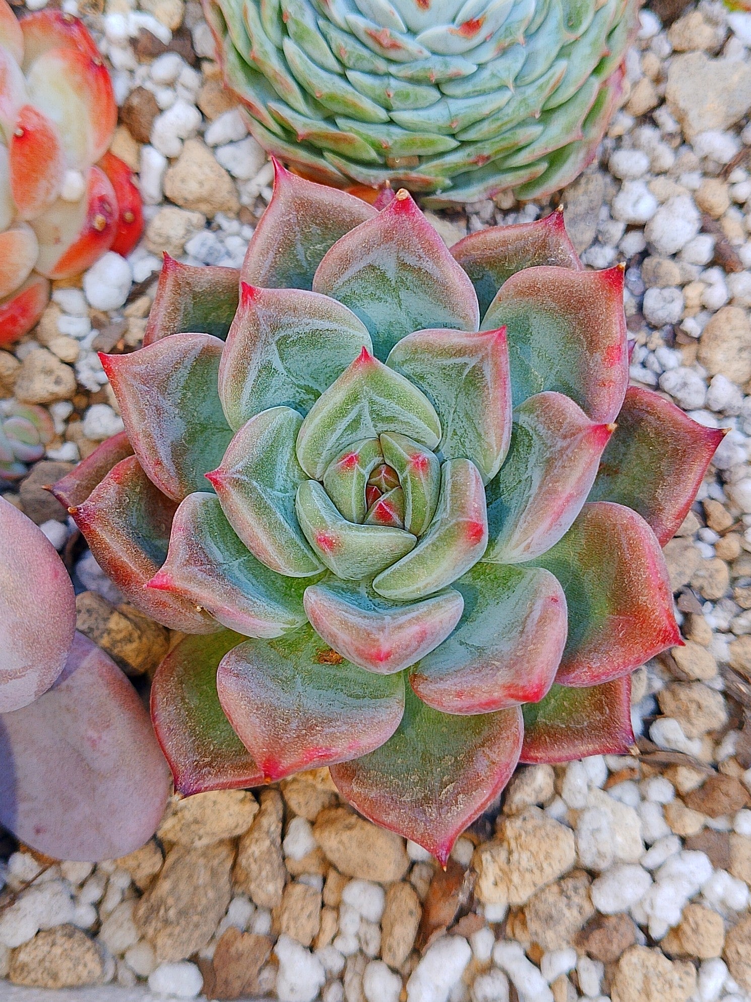 Echeveria Cindy